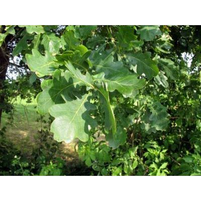 Quercus robur L. 