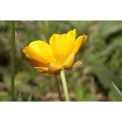 Ranunculus breyninus Crantz 