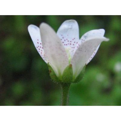 Saxifraga rotundifolia L. 