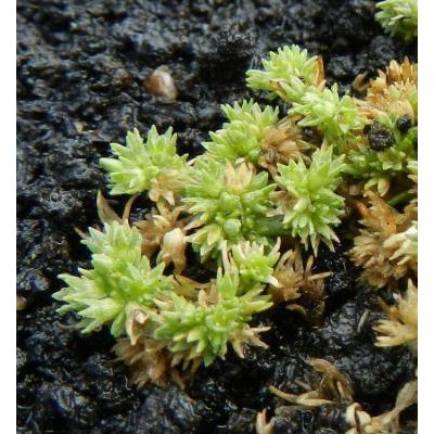 Scleranthus aetnensis Strobl 