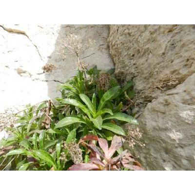 Trachelium caeruleum subsp. lanceolatum (Guss.) Arcang. 
