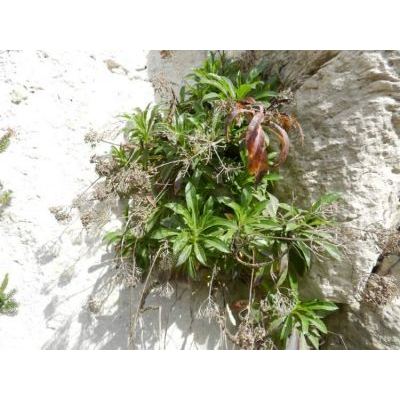 Trachelium caeruleum subsp. lanceolatum (Guss.) Arcang. 