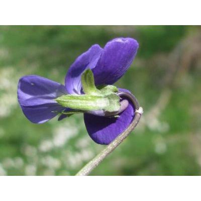 Viola eugeniae Parl. subsp. eugeniae 