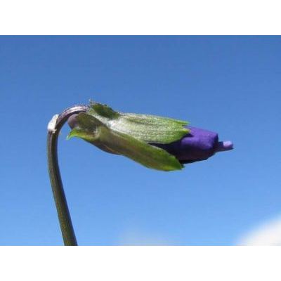 Viola eugeniae Parl. subsp. eugeniae 