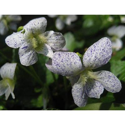 Viola sororia Willd. 