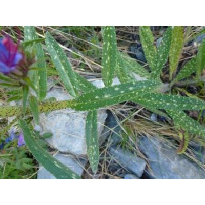 Echium vulgare subsp. pustulatum (Sm.) Em. Schmid & Gams 