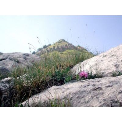 Centaurea montisborlae Soldano 