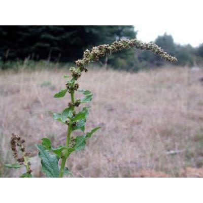 Blitum bonus-henricus (L.) Rchb. 