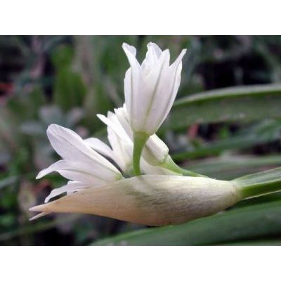 Allium triquetrum L. 