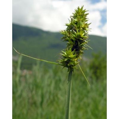 Carex cuprina (Heuff.) A. Kern. 
