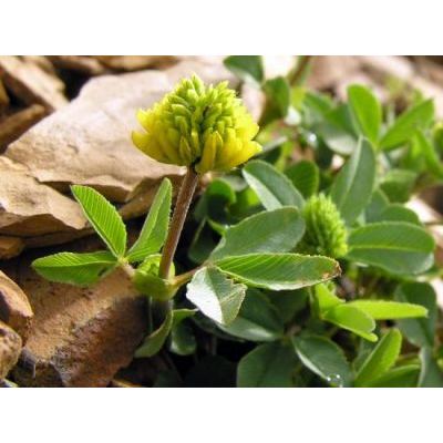Trifolium badium Schreb. 