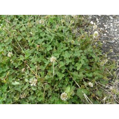 Trifolium hybridum L. 