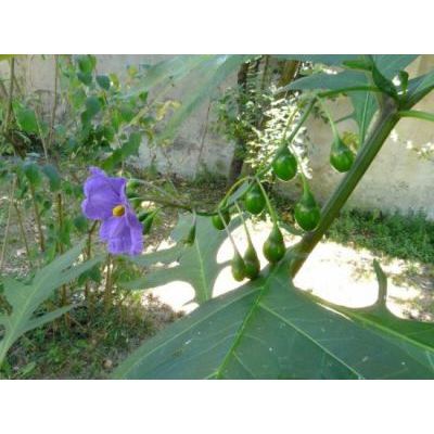Solanum aviculare G. Forst. 
