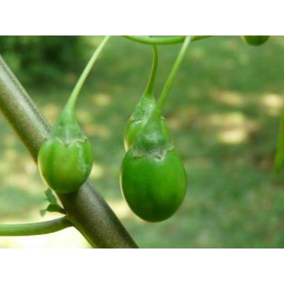 Solanum aviculare G. Forst. 