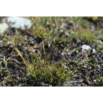 Carex capillaris L. 