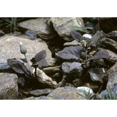 Crepis pygmaea L. 