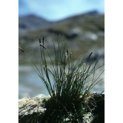 Carex myosuroides Vill. 