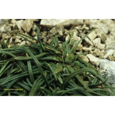 Saussurea pygmaea (Jacq.) Spreng. 