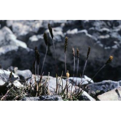 Trisetaria spicata (L.) Paunero 