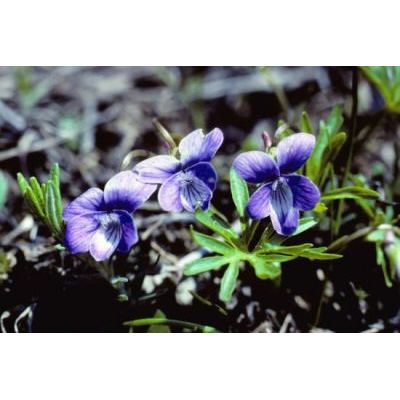 Viola pinnata L. 