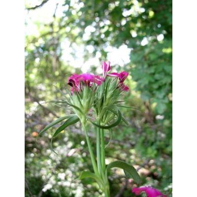 Dianthus barbatus L. 