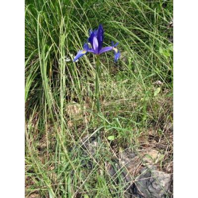 Iris xiphium L. 