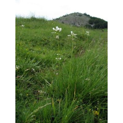 Allium phthioticum Boiss. & Heldr. 