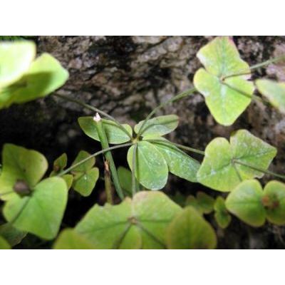 Euphorbia dulcis L. 