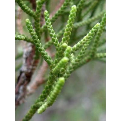 Juniperus phoenicea L. 