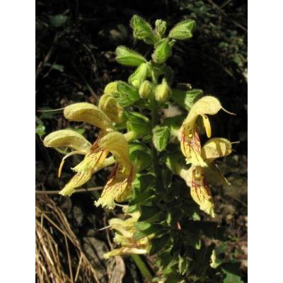 Salvia glutinosa L. 