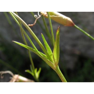 Astrantia pauciflora Bertol. 