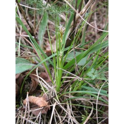 Carex halleriana Asso 