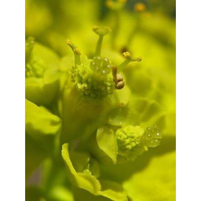 Euphorbia gasparrinii Boiss. 
