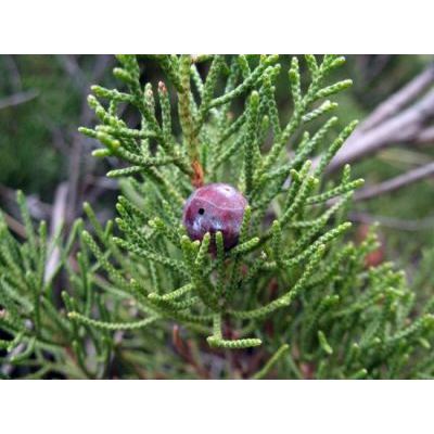 Juniperus phoenicea L. 