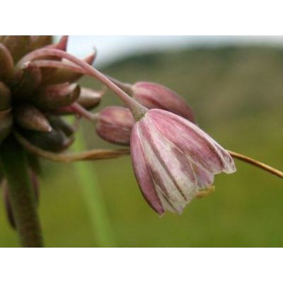 Allium oleraceum L. 