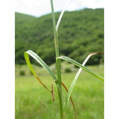 Carex leporina L. 
