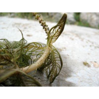 Myriophyllum spicatum L. 