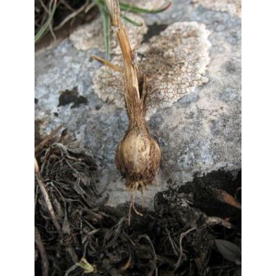 Allium flavum L. 