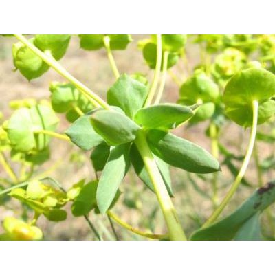 Euphorbia seguieriana Neck. 