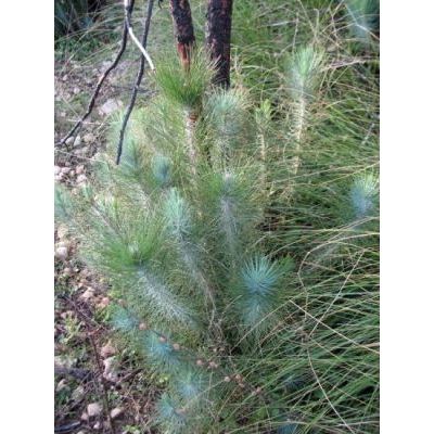 Pinus canariensis C. Sm. 