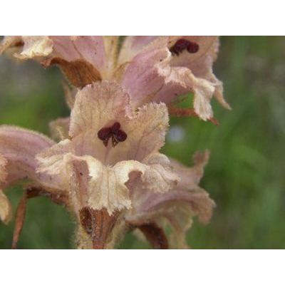 Orobanche caryophyllacea Sm. 