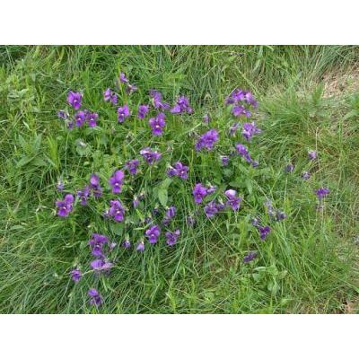 Viola eugeniae Parl. 