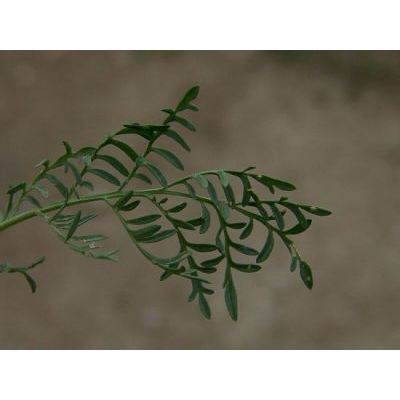Descurainia sophia (L.) Prantl 