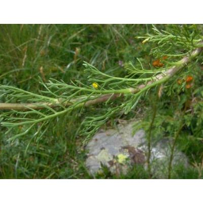 Jacobaea abrotanifolia (L.) Moench 