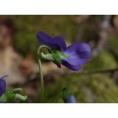 Viola collina Besser 