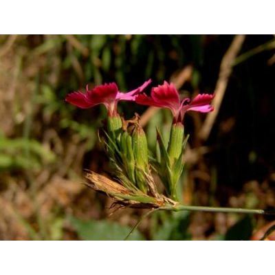 Dianthus ferrugineus Mill. 