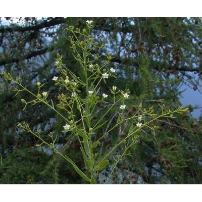 Thesium linophyllon subsp. montanum (Schrad.) Celak. 