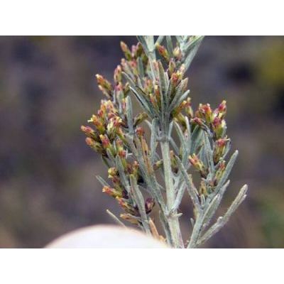 Artemisia caerulescens L. 