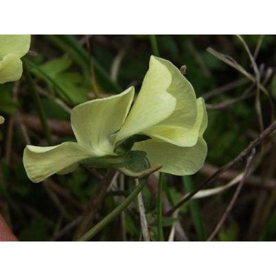 Viola cassinensis Strobl subsp. pseudogracilis (A.Terracc.) Bartolucci, Galasso & Wagens. 