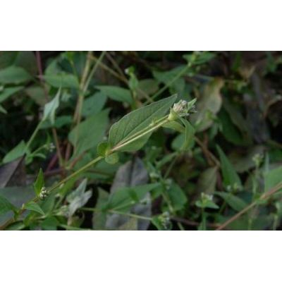 Persicaria nepalensis (Meisn.) H.Gross 